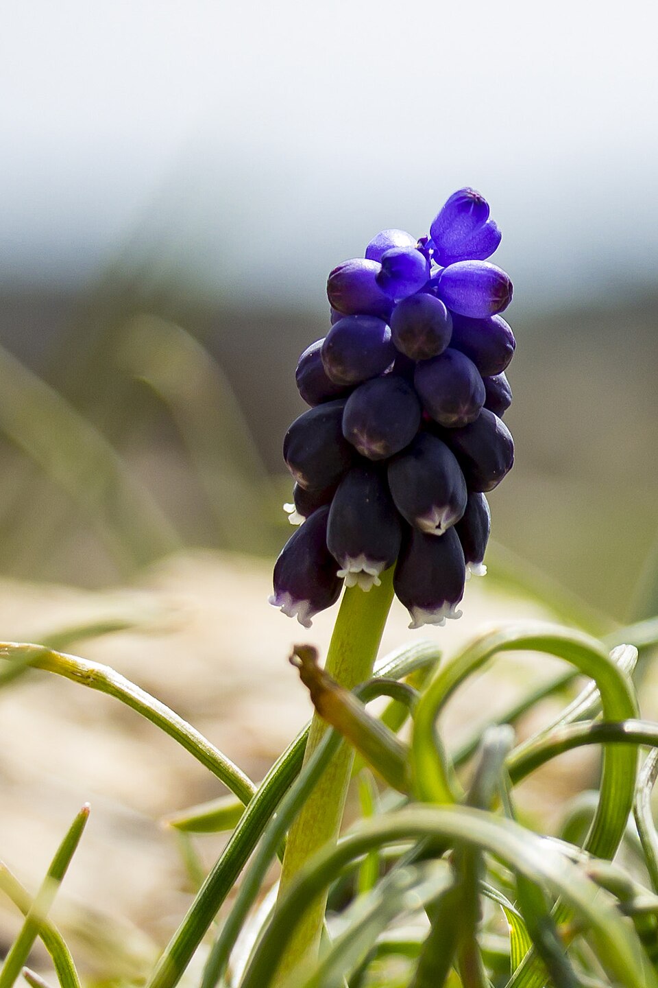 Muscari (Grape hyacinths) (alternate view 4)
