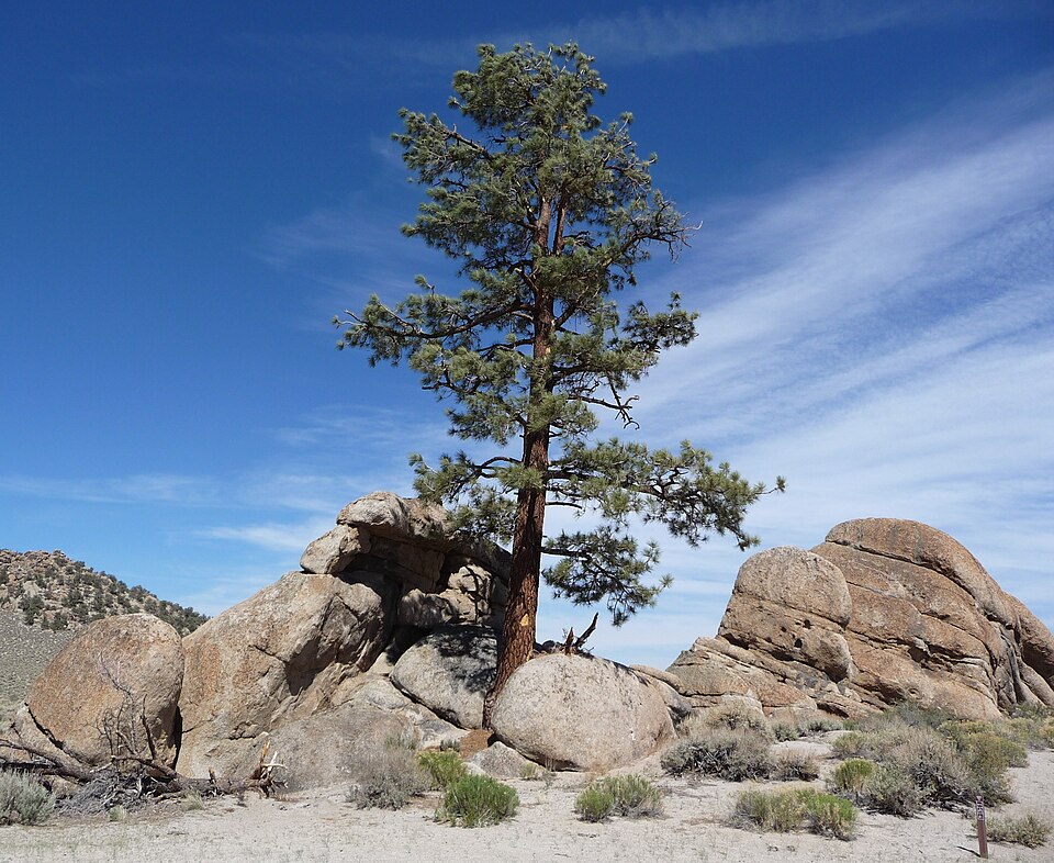 Pinus jeffreyi (Jeffrey Pine) (alternate view 8)