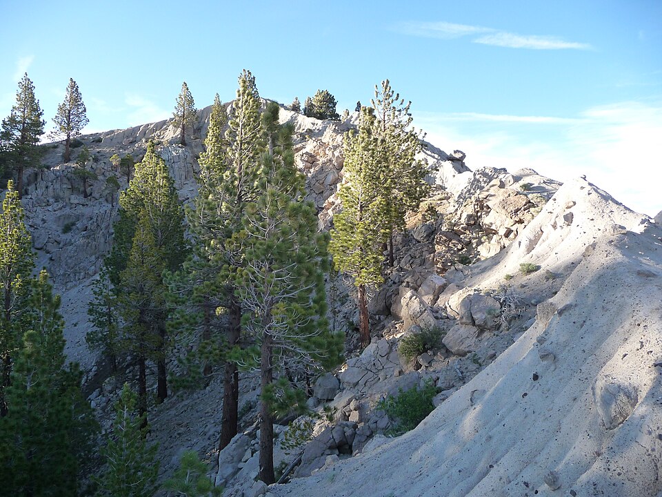 Pinus jeffreyi (Jeffrey Pine) (alternate view 9)