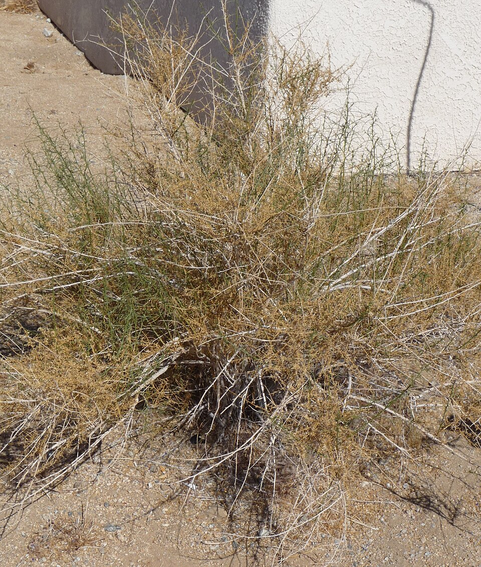 Ambrosia salsola (Cheesebush) (alternate view 10)