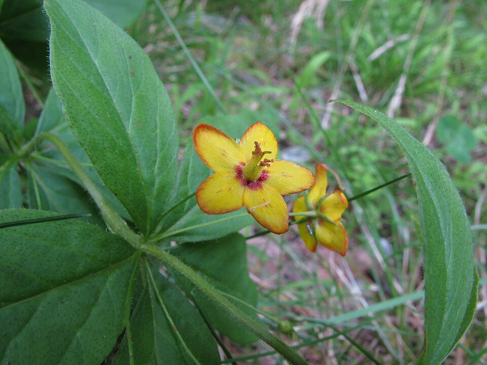 Lysimachia quadrifolia (whorled loosestrife) (alternate view 9)