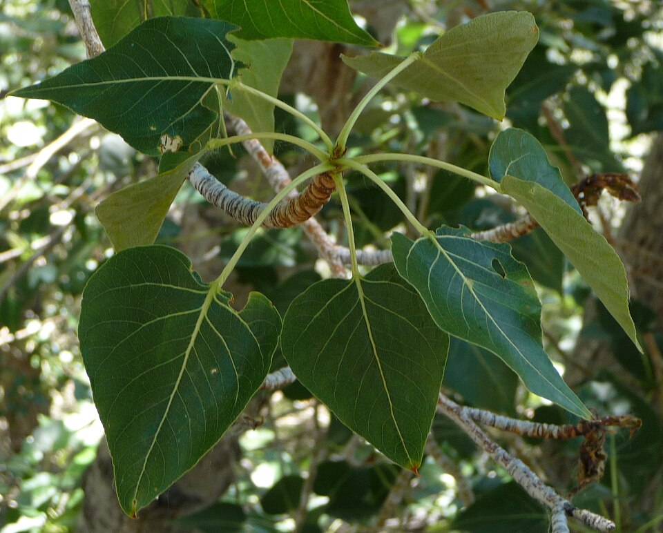 Populus trichocarpa (cottonwood)