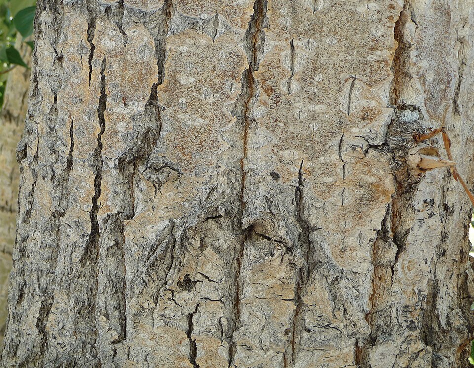 Populus trichocarpa (cottonwood)
