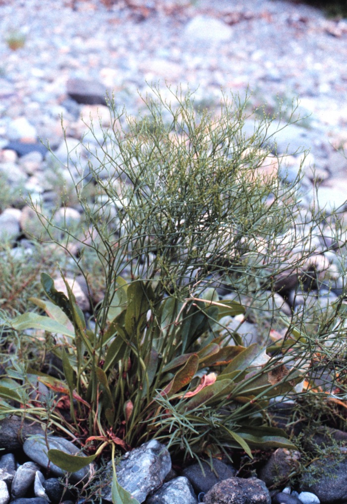 Limonium carolinianum (Carolina Sea Lavender)