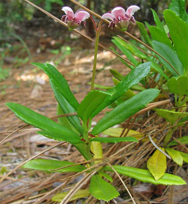 Chimaphila umbellata (pipsissewa)