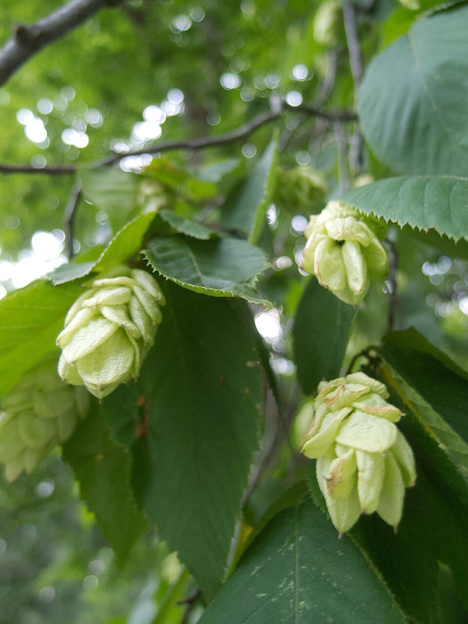 Ostrya virginiana (American hophornbeam)