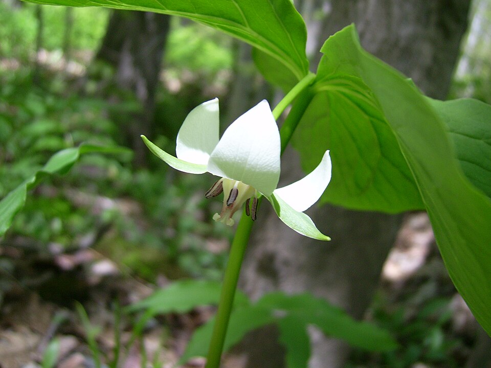 Trillium cernuum (nodding trillium) (alternate view 6)
