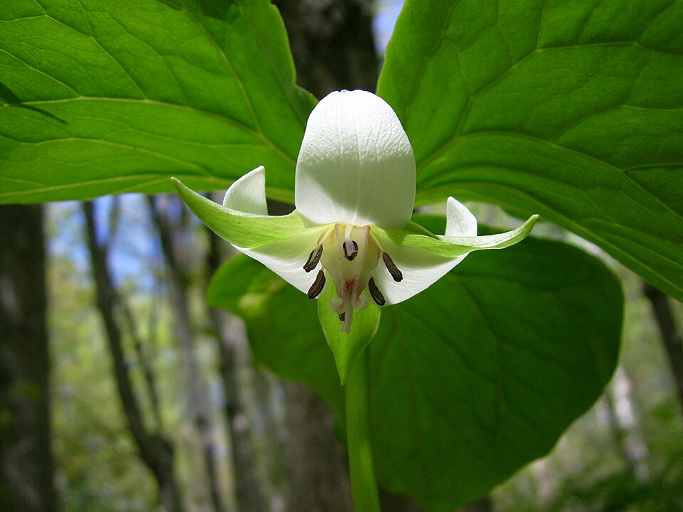 Trillium cernuum (nodding trillium) (alternate view 7)