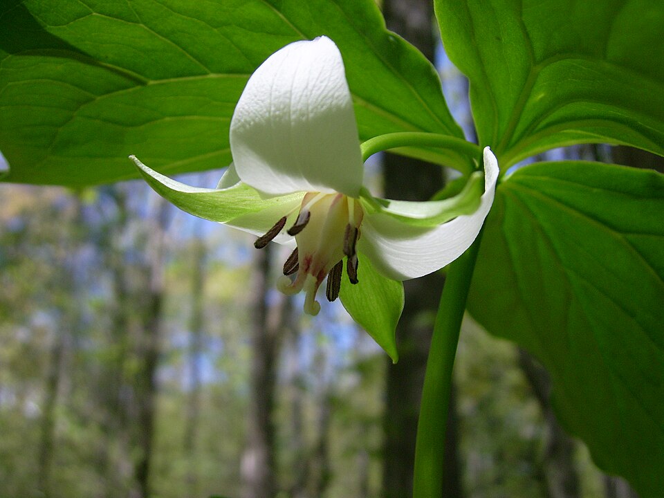 Trillium cernuum (nodding trillium) (alternate view 8)