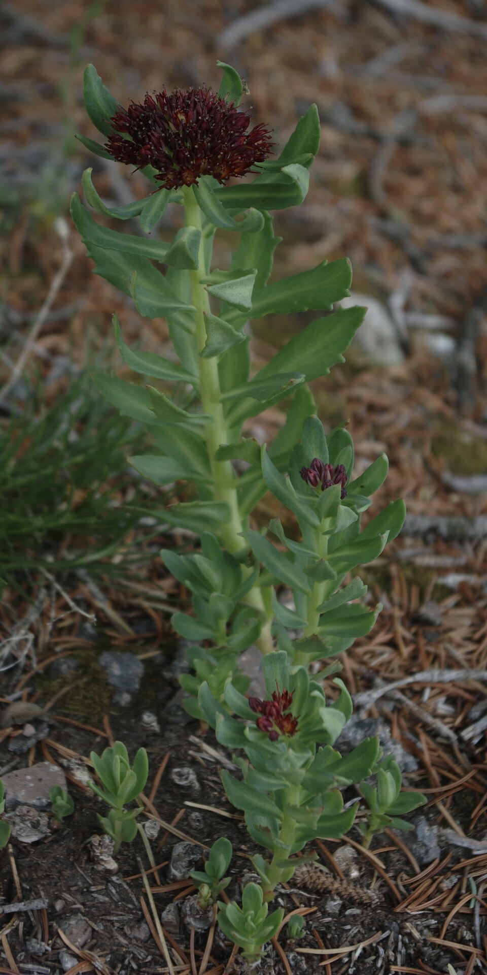 Rhodiola integrifolia (western roseroot) (alternate view 6)
