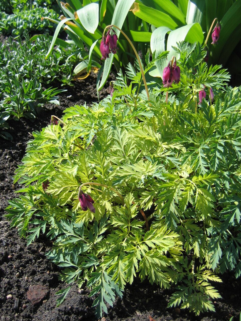 Dicentra formosa 'Bacchanal' (Bacchanal Bleeding Heart) (alternate view 4)