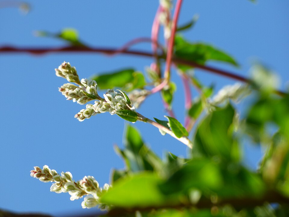 Fallopia (Fallopias) (alternate view 6)