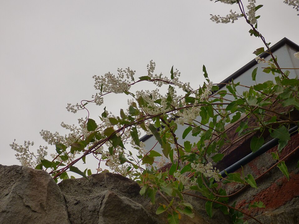 Fallopia (Fallopias) (alternate view 7)