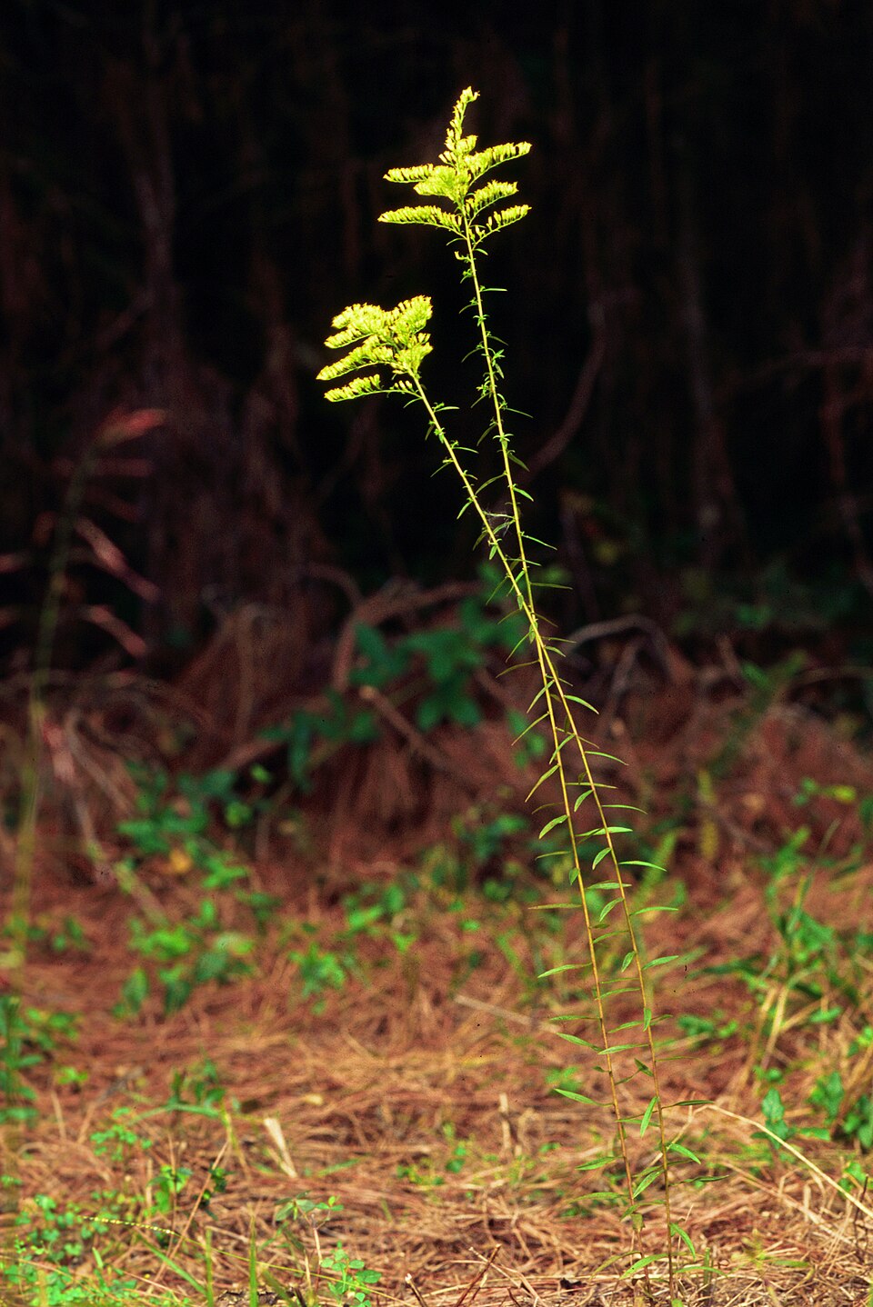 Solidago odora (Sweet Goldenrod) (alternate view 9)
