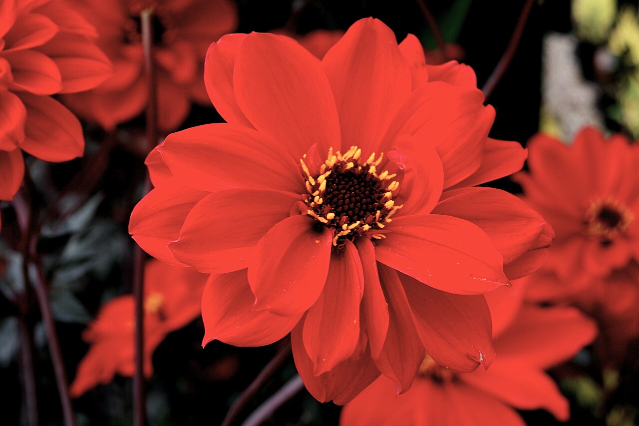 Dahlia 'Bishop of Llandaff', Dahlia 'Bishop of Llandaff' — upright deciduous (Asteraceae) (image 2 of 10)