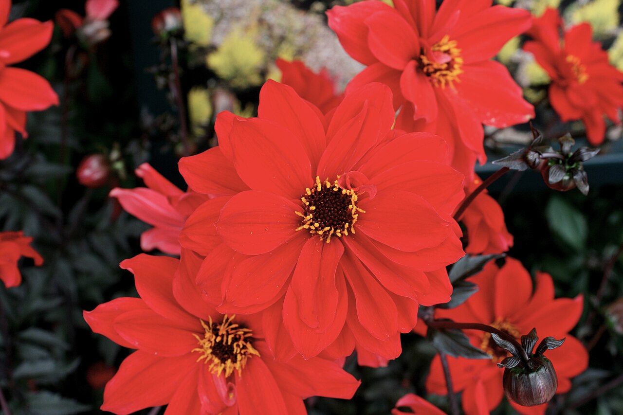 Dahlia 'Bishop of Llandaff', Dahlia 'Bishop of Llandaff' — upright deciduous (Asteraceae) (image 3 of 10)