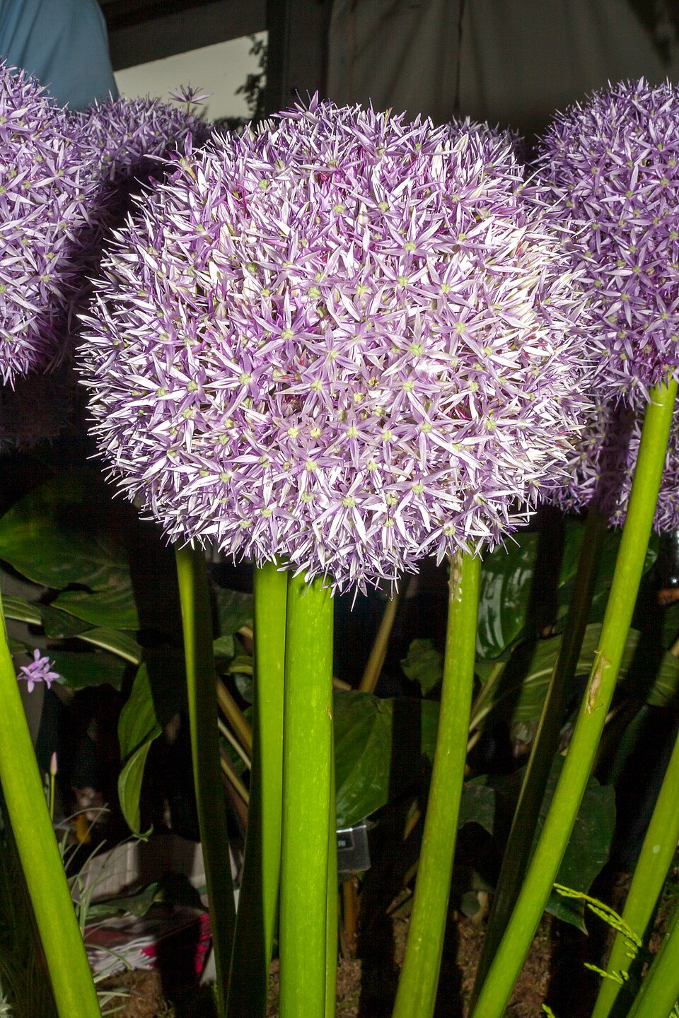 Allium 'Globemaster' (globemaster onion)