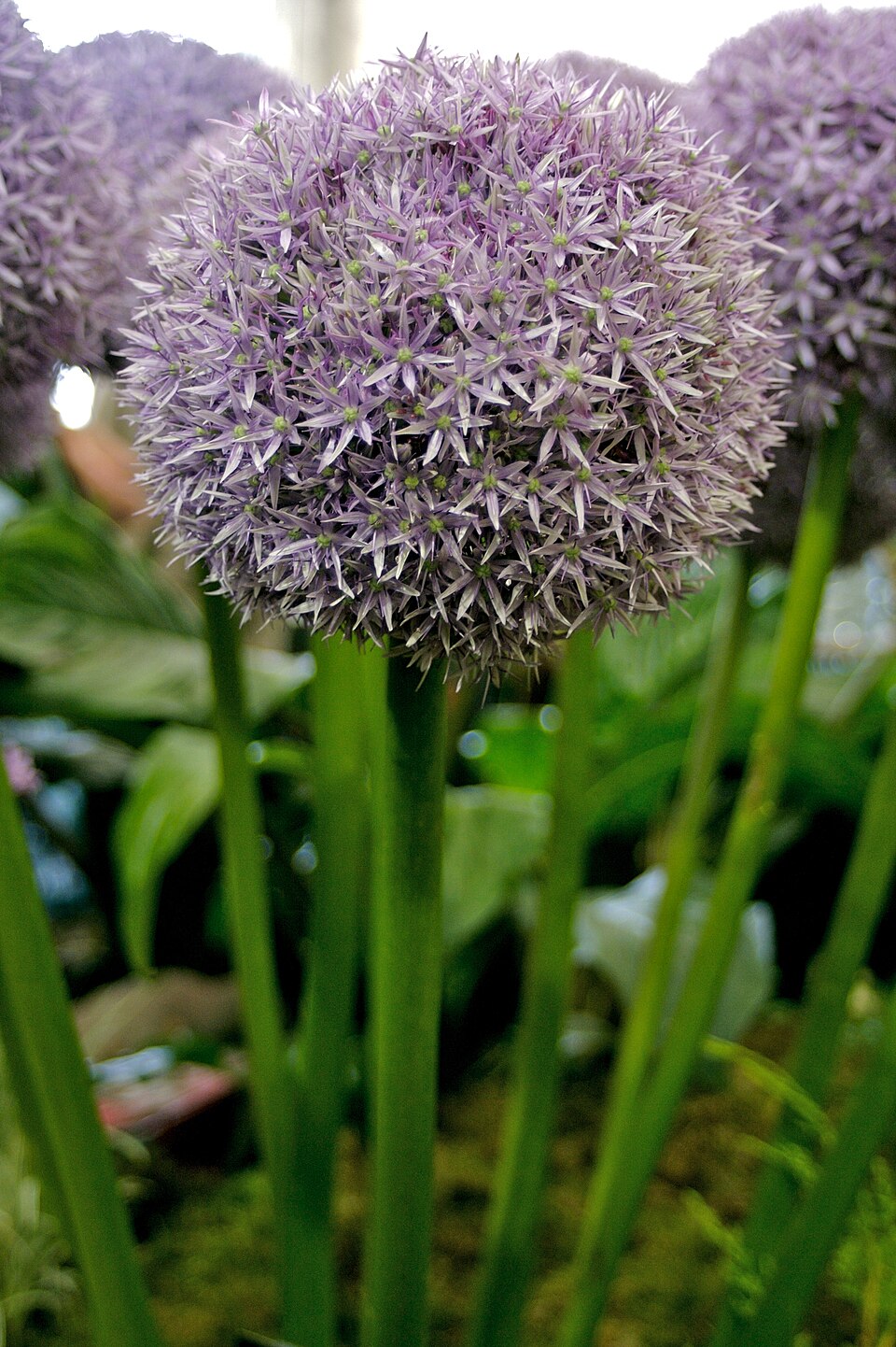 Allium 'Globemaster' (globemaster onion) (alternate view 2)