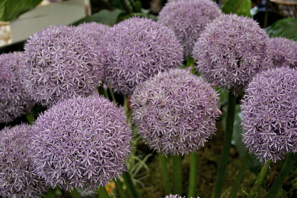 Allium 'Globemaster' (globemaster onion) (alternate view 3)