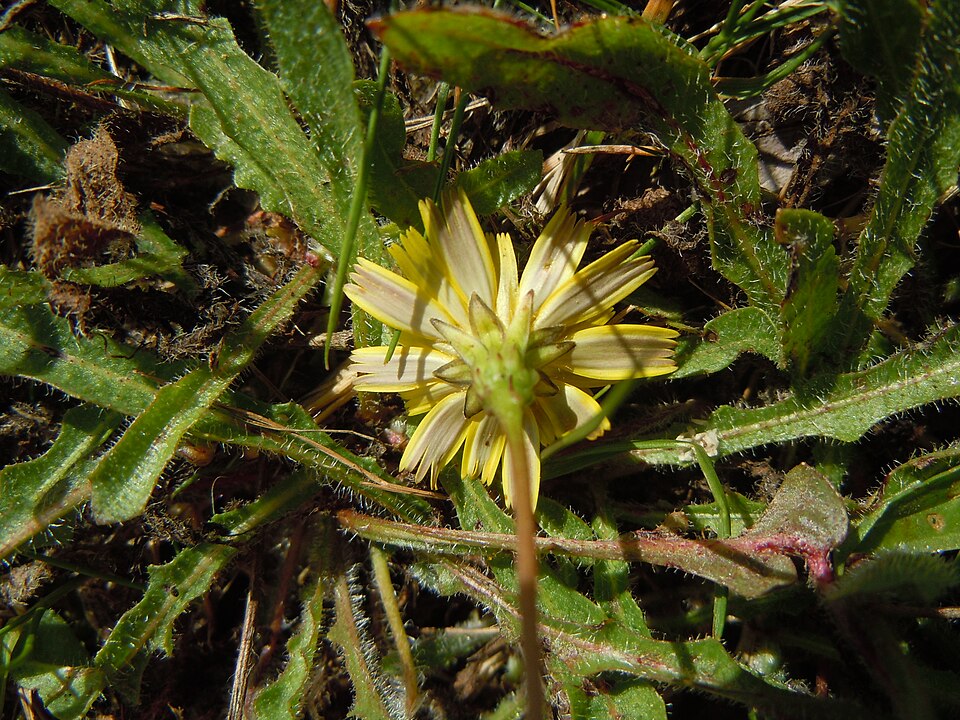 Leontodon saxatilis (Hairy Hawkbit)