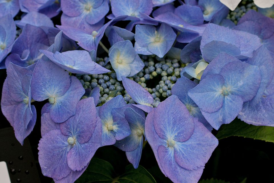 Hydrangea macrophylla 'Blaumeise' (Blue Tit Hydrangea)