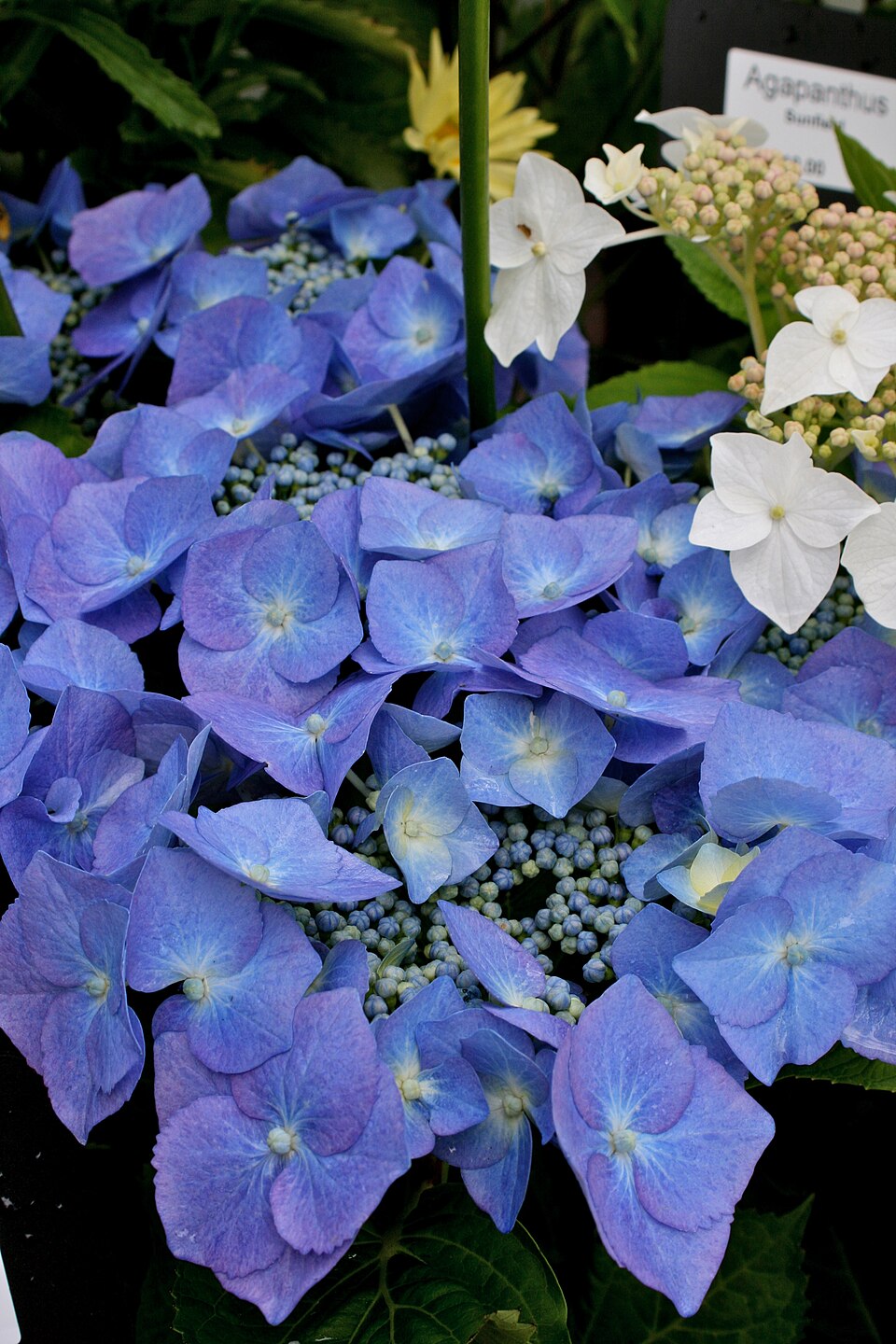 Hydrangea macrophylla 'Blaumeise' (Blue Tit Hydrangea) (alternate view 2)