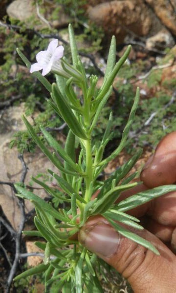 Lithospermum (stoneseeds, puccoons, and gromwells)