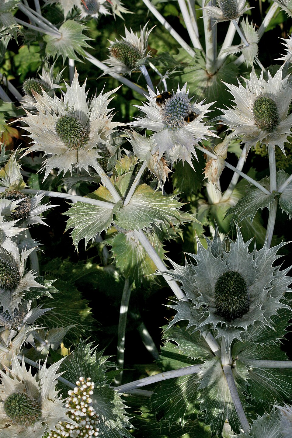 Eryngium giganteum (Miss Wilmott's ghost) (alternate view 9)
