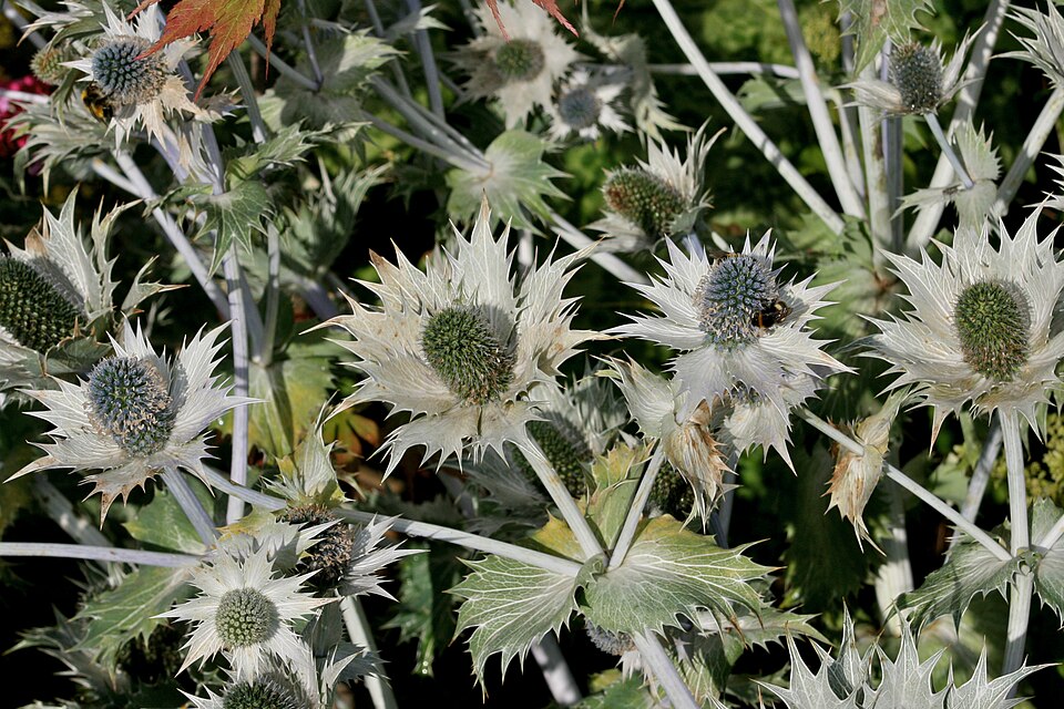 Eryngium giganteum (Miss Wilmott's ghost) (alternate view 10)