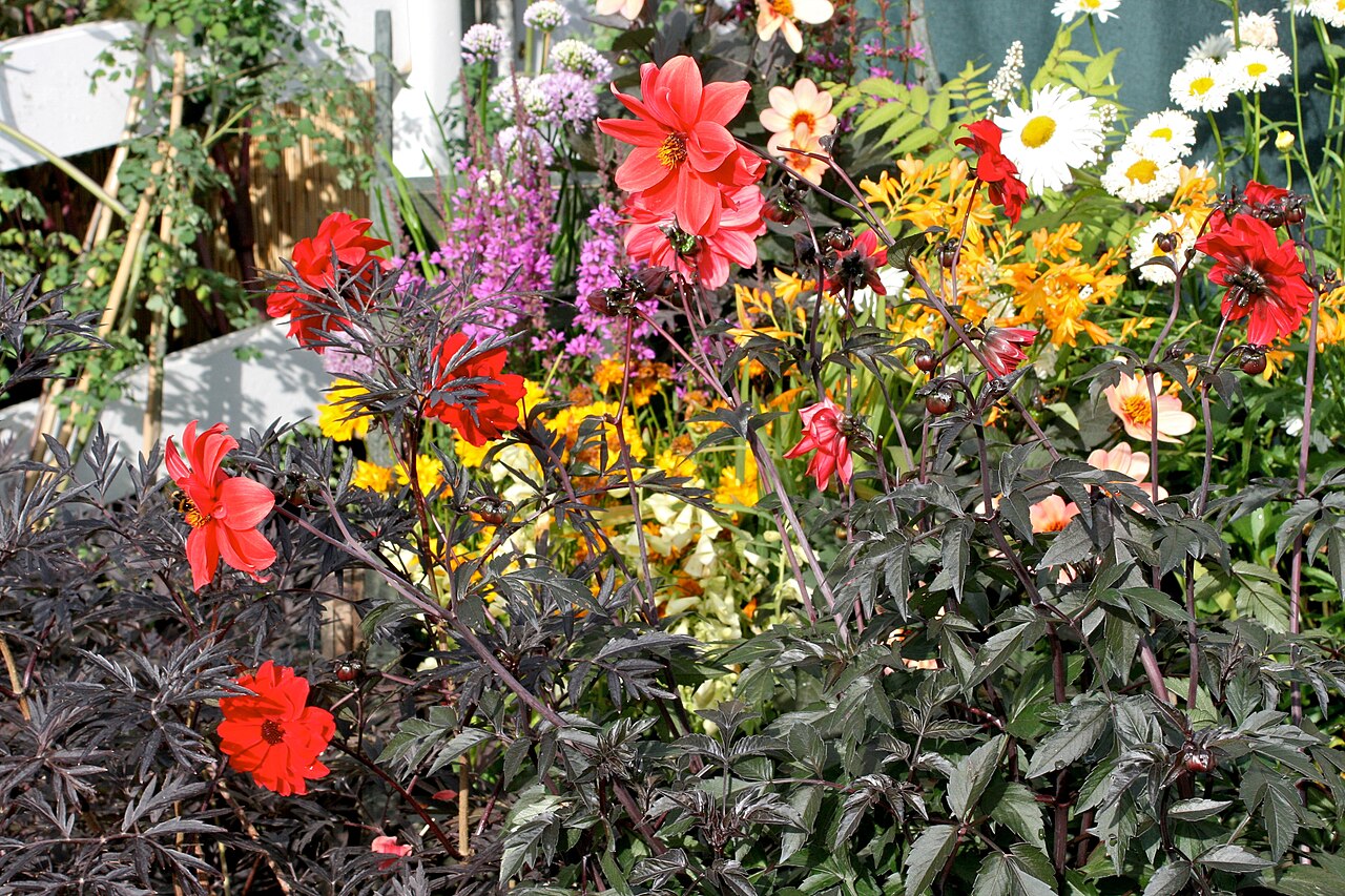 Dahlia 'Bishop of Llandaff', Dahlia 'Bishop of Llandaff' — upright deciduous (Asteraceae) (image 4 of 10)