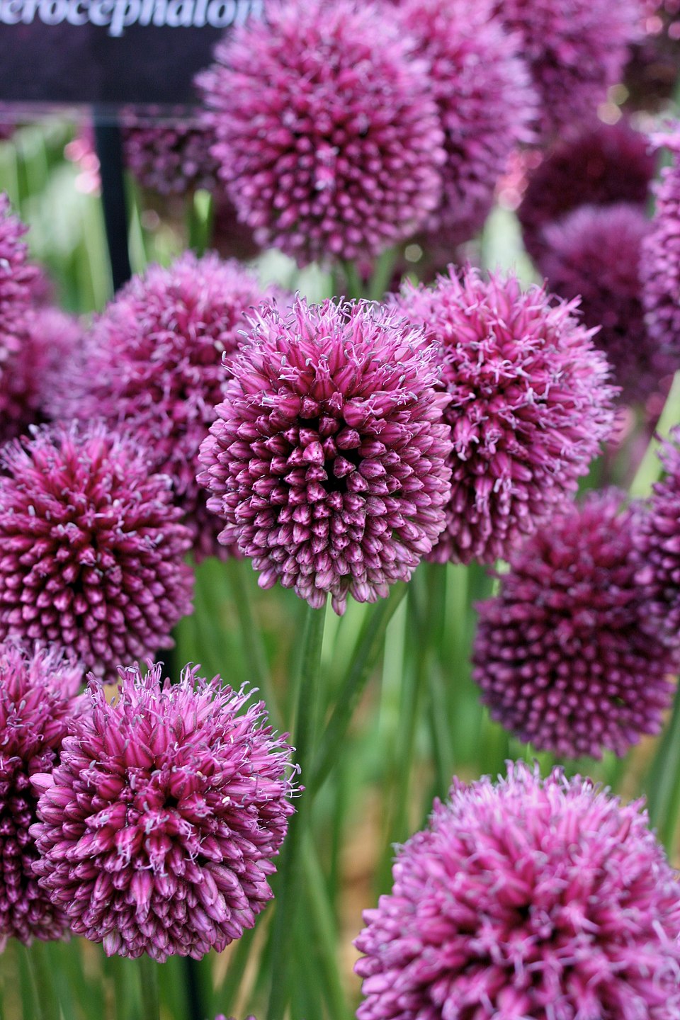 Allium sphaerocephalon (Drumstick Allium) (alternate view 3)