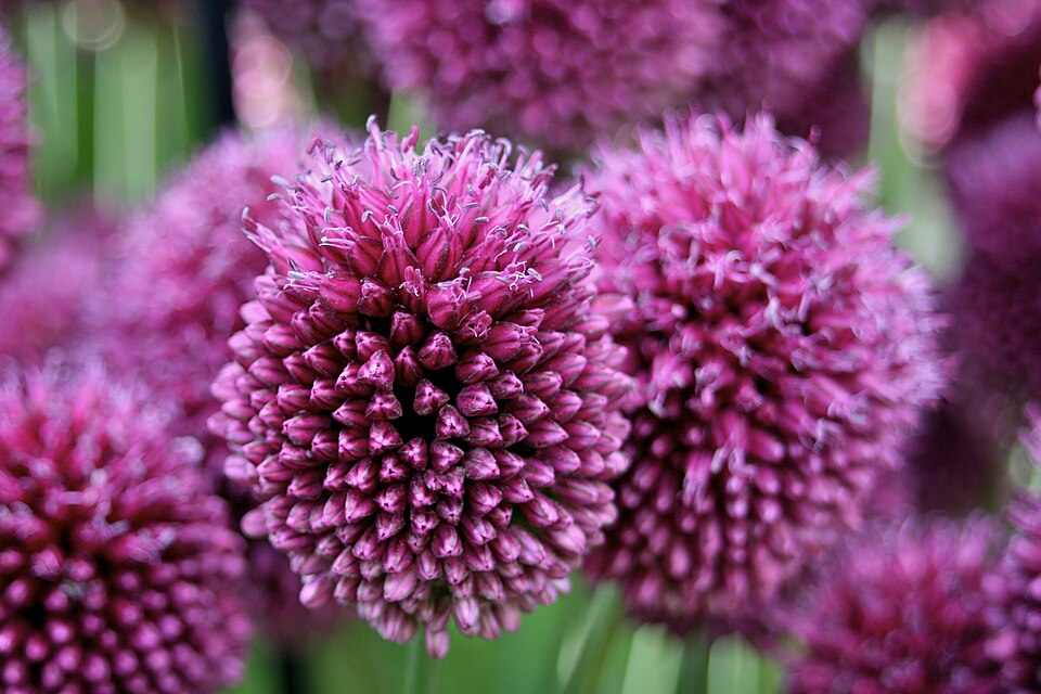 Allium sphaerocephalon (Drumstick Allium) (alternate view 4)
