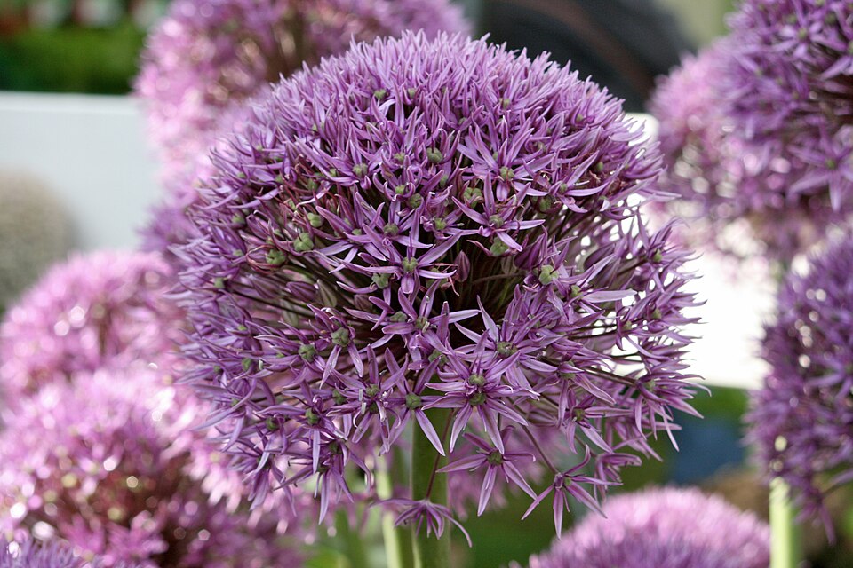 Allium × 'Pinball Wizard' (Pinball Wizard Allium)