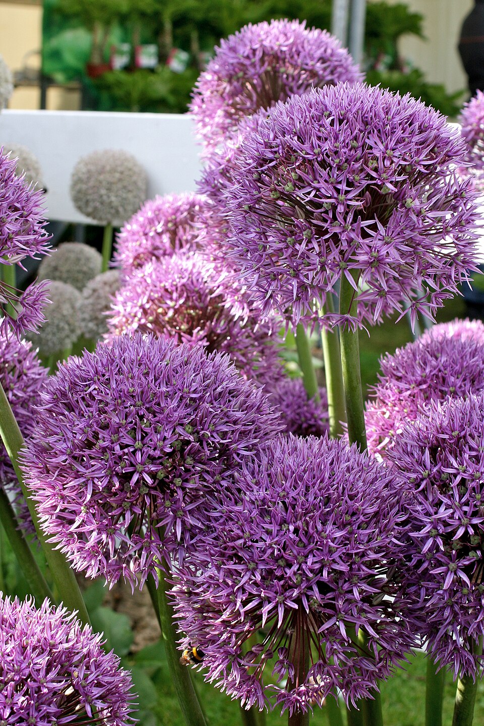 Allium × 'Pinball Wizard' (Pinball Wizard Allium) (alternate view 2)