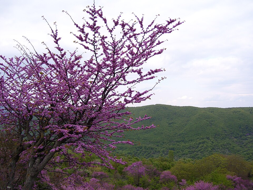 Cercis siliquastrum (Judas-tree)