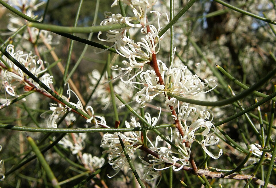 Hakea rostrata (Beaked Hakea) (alternate view 4)