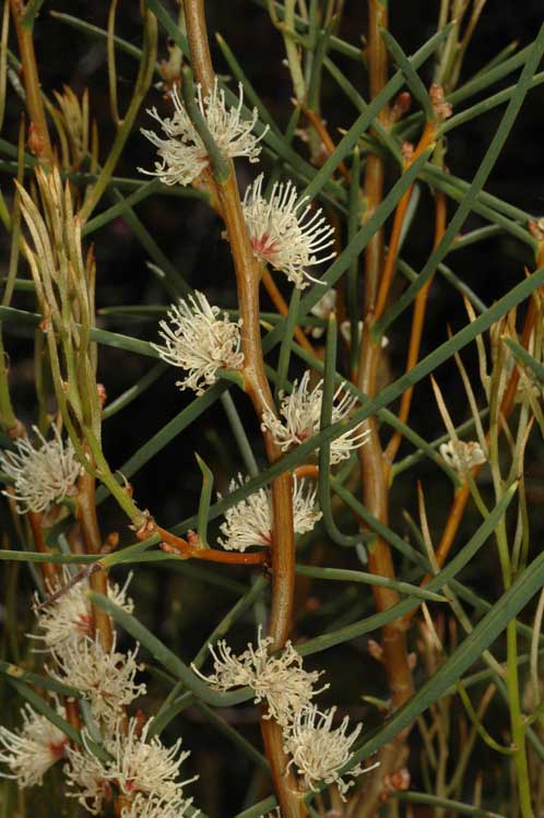 Hakea mitchellii (desert Hakea) (alternate view 6)