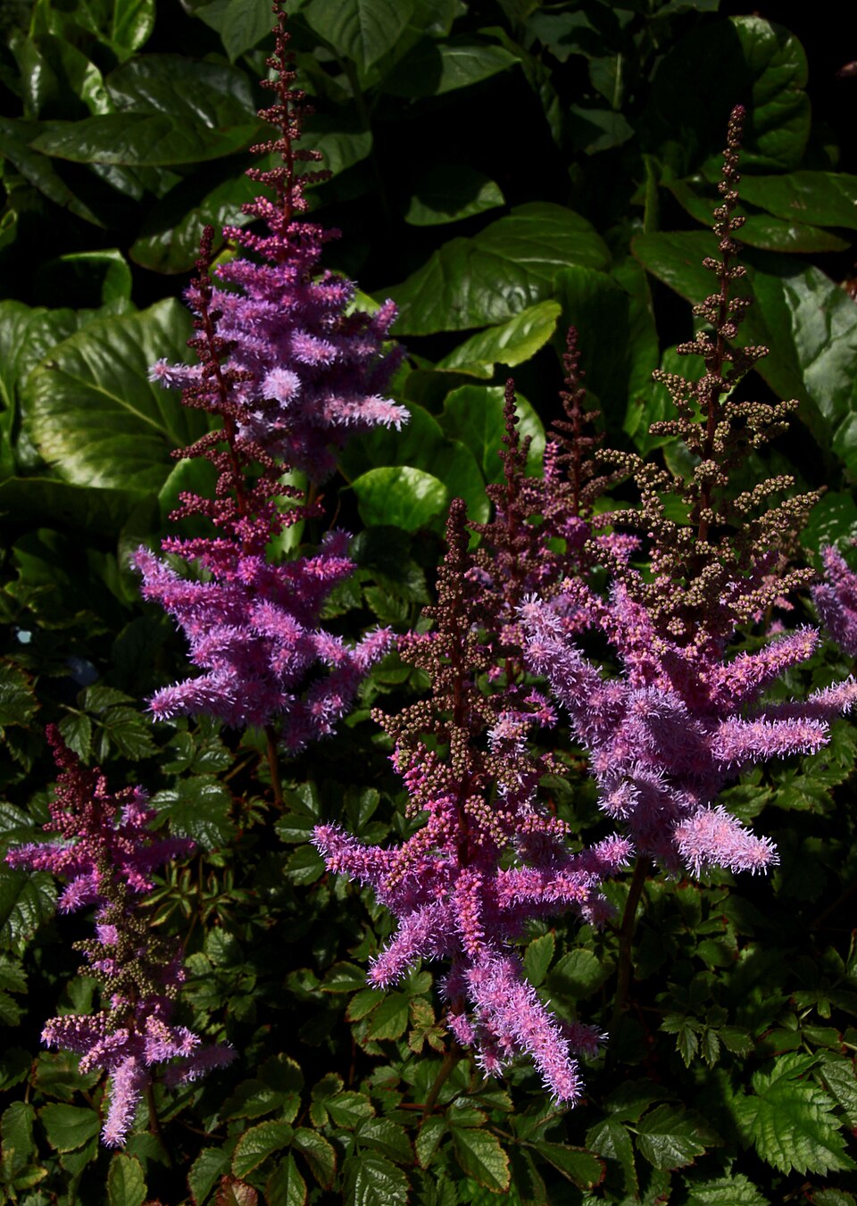Astilbe (false goat's beards) (alternate view 5)