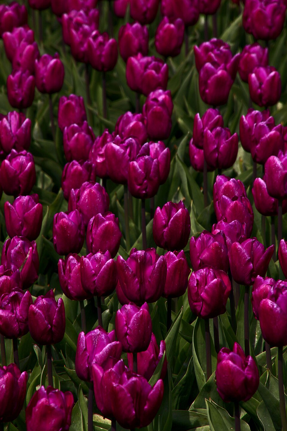 Tulipa 'Purple Prince' (alternate view 2)