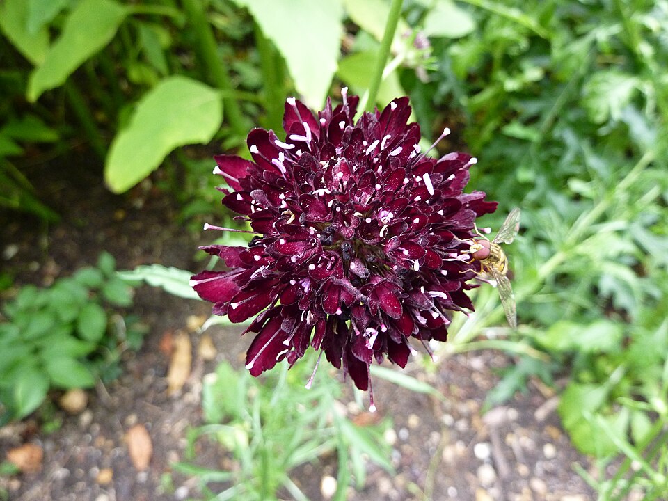 Sixalix atropurpurea (Sweet scabious) (alternate view 6)