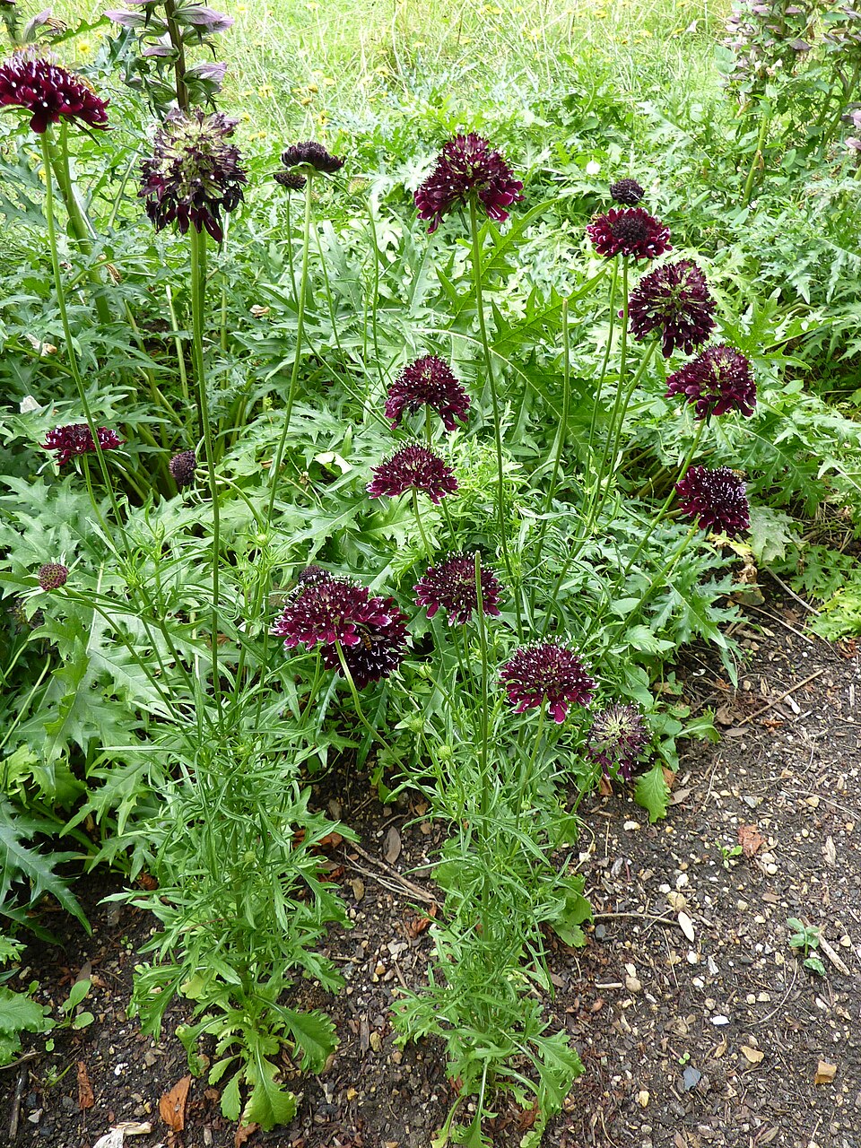 Sixalix atropurpurea (Sweet scabious) (alternate view 7)