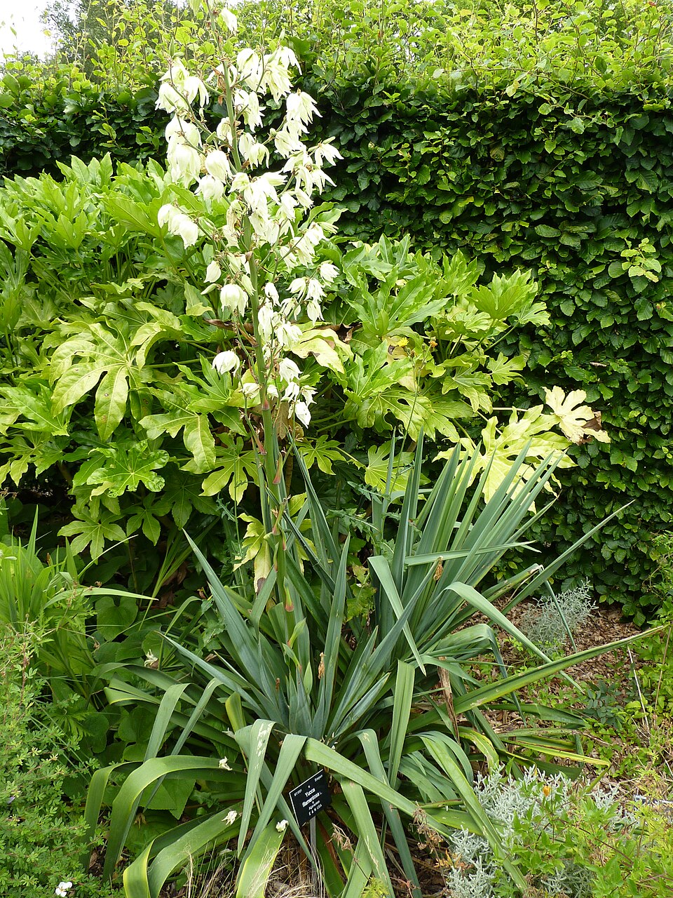 Yucca filamentosa (yucca) (alternate view 8)