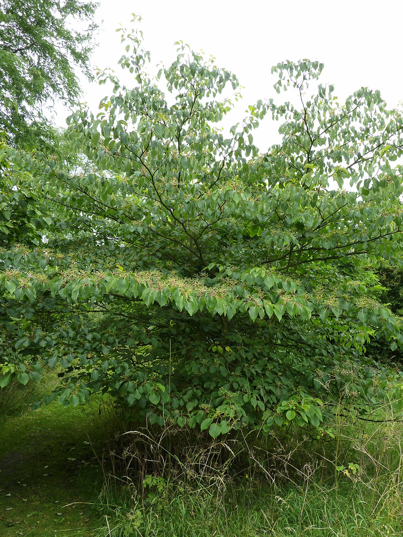 Cornus controversa, Wedding cake tree — spreading deciduous (Cornaceae) (image 10 of 10)