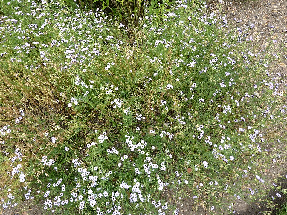 Gilia tricolor (bird's-eye gilia) (alternate view 8)