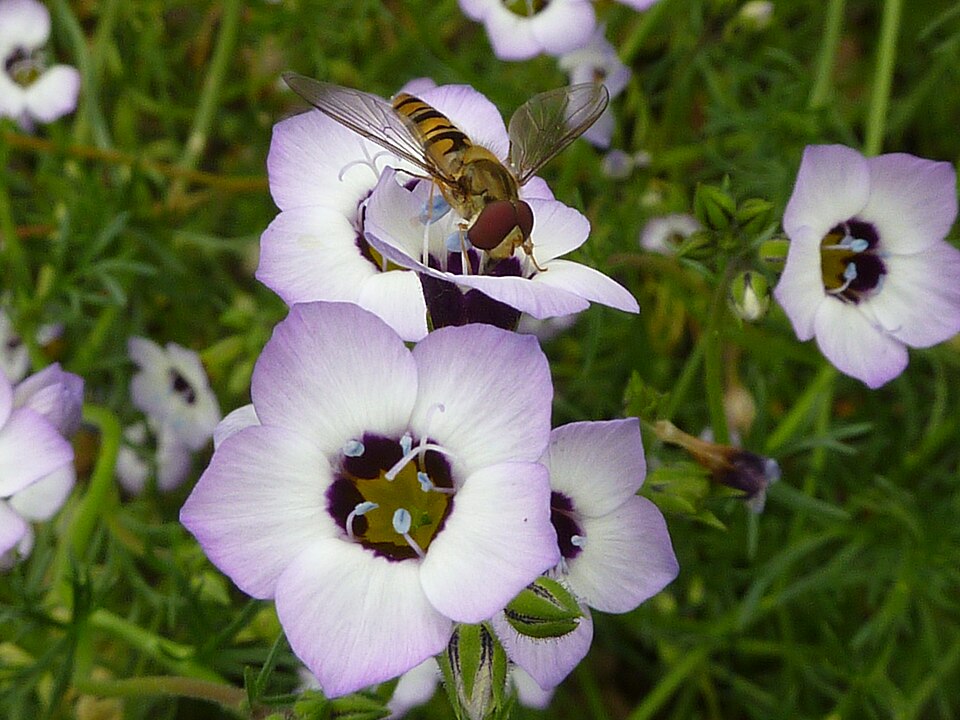 Gilia tricolor (bird's-eye gilia) (alternate view 9)