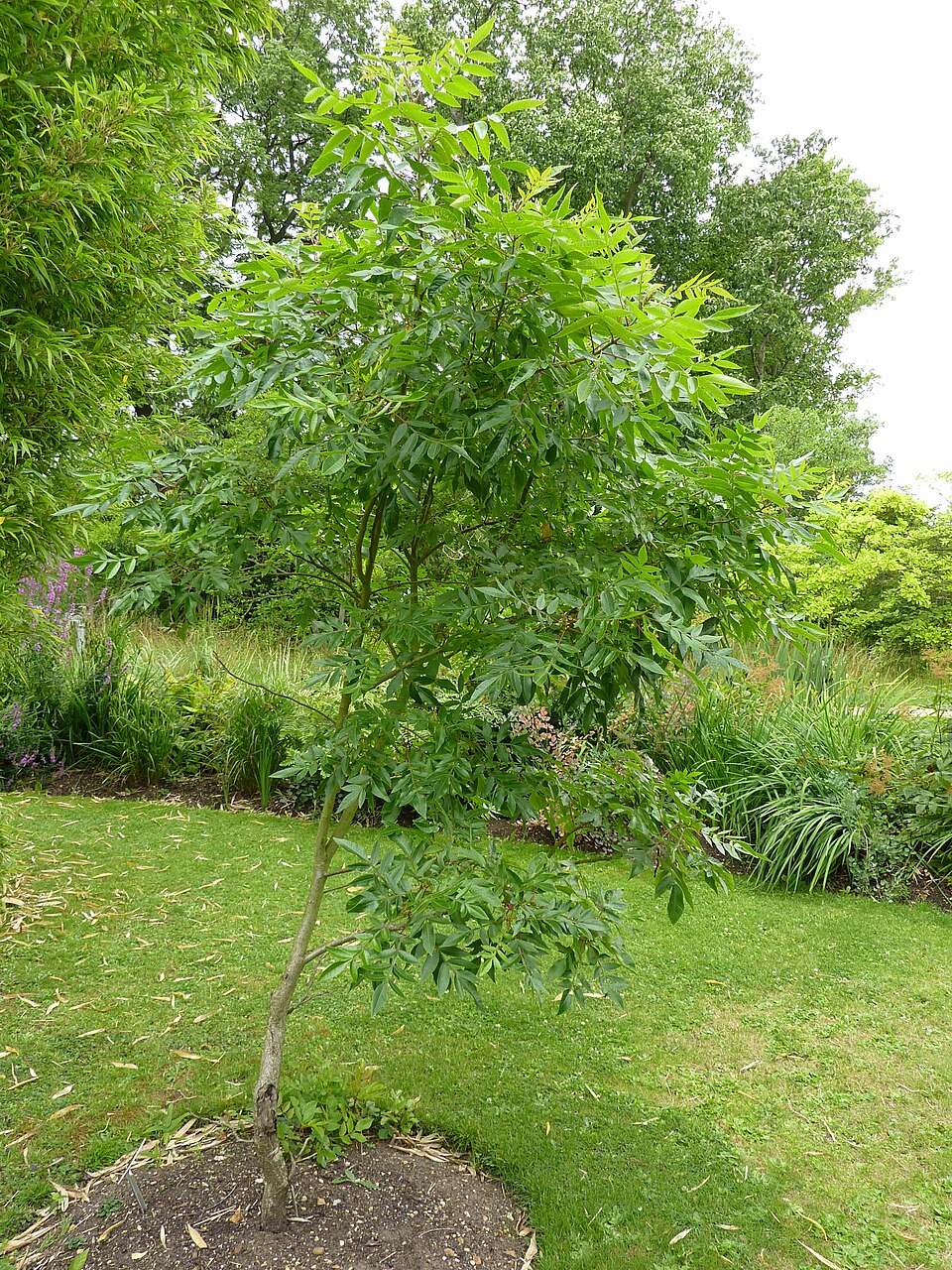 Rhus copallinum (shining sumac)