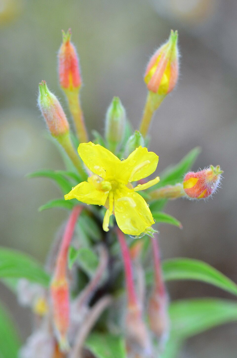 Oenothera parviflora (northern evening-primrose) (alternate view 13)