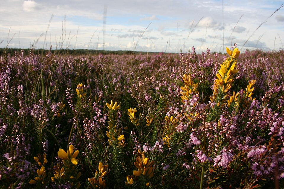 Ulex minor (Dwarf Gorse) (alternate view 7)
