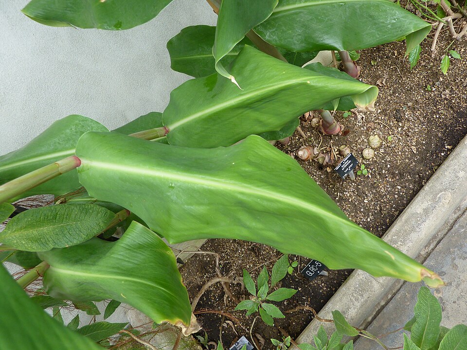 Hedychium gardnerianum (Kahili ginger) (alternate view 7)