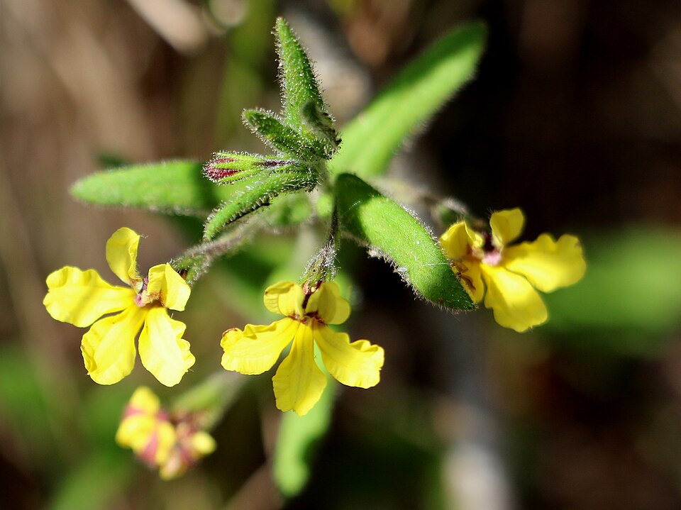 Goodenia heterophylla (Variable-leaved Goodenia) (alternate view 6)